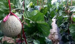 网红吃瓜人,揭秘娱乐圈幕后真相