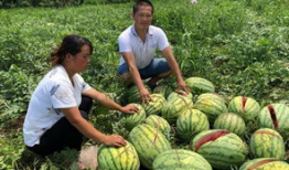 西藏网红吃瓜事件,揭秘网络舆论背后的真相与反思