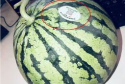 网红吃瓜意味什么,揭秘网络时代的娱乐风向标