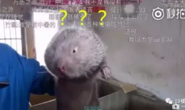 网红小龙鼠吃瓜视频,揭秘网红美食背后的故事