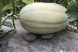 吃瓜网怎么找,轻松找到热门话题的秘籍指南